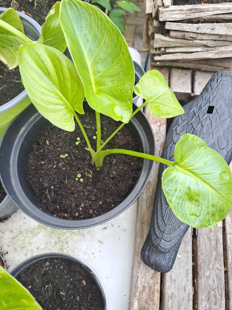 Calla plantjes, Vaste plant, Halfschaduw, Lente, Ophalen