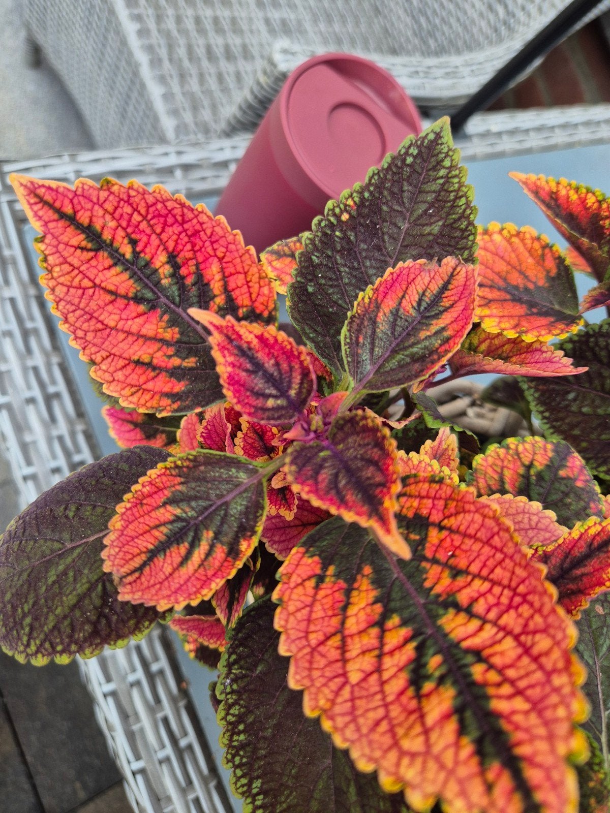 coleus siernetel stekjes, Ophalen of Verzenden, Overige soorten, Halfschaduw