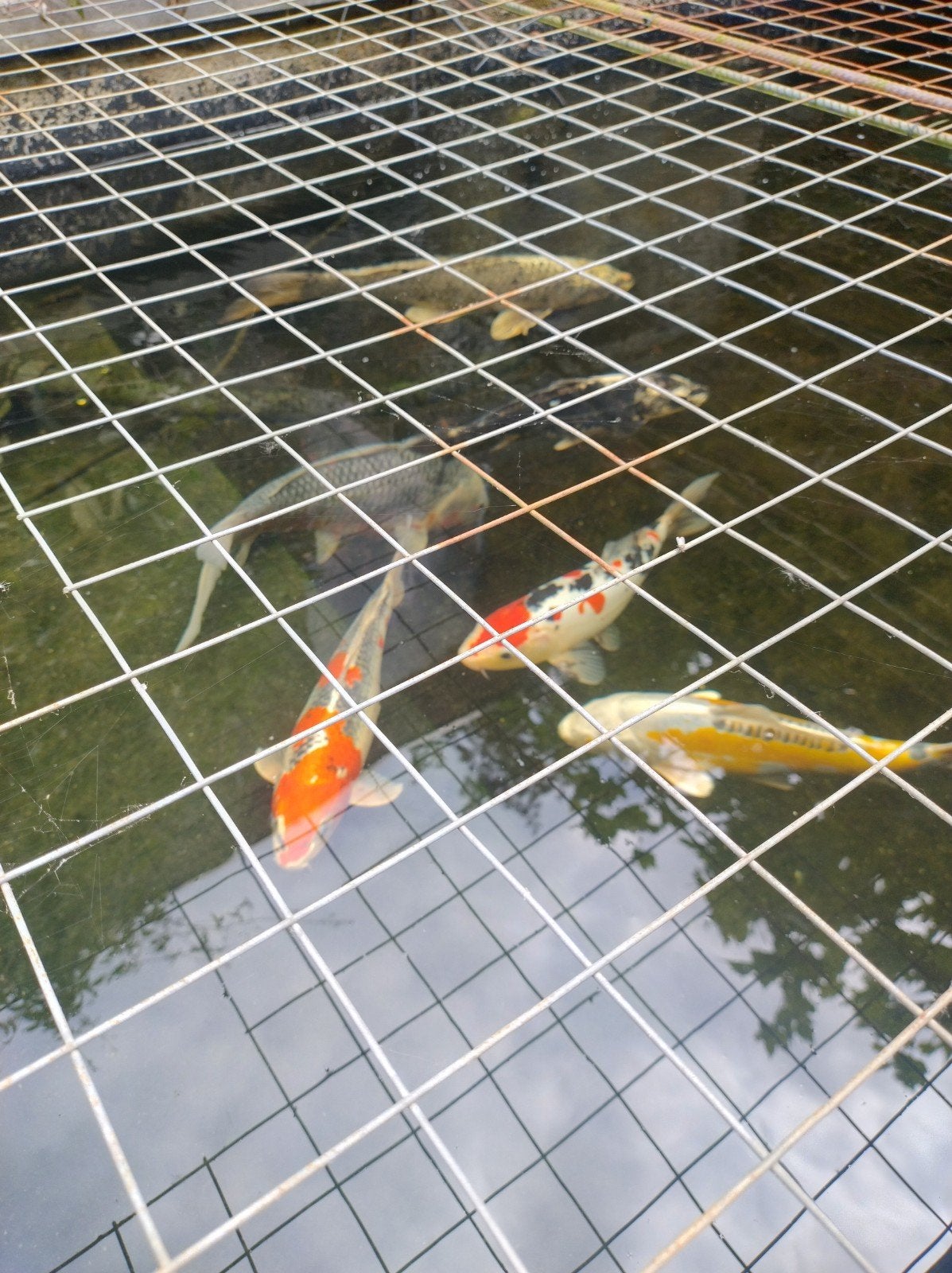 Diverse koi, Karper of Koi