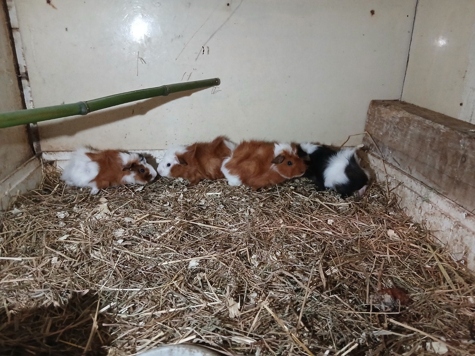 4 mooiecavia beertje, Dieren en Toebehoren, Knaagdieren, Juli, Mannelijk, Cavia