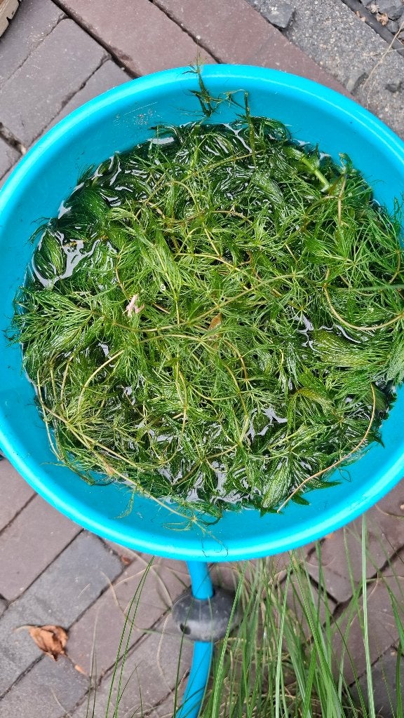 Gratis zuurstofplanten, Tuin en Terras, Vijvers, Ophalen, Nieuw