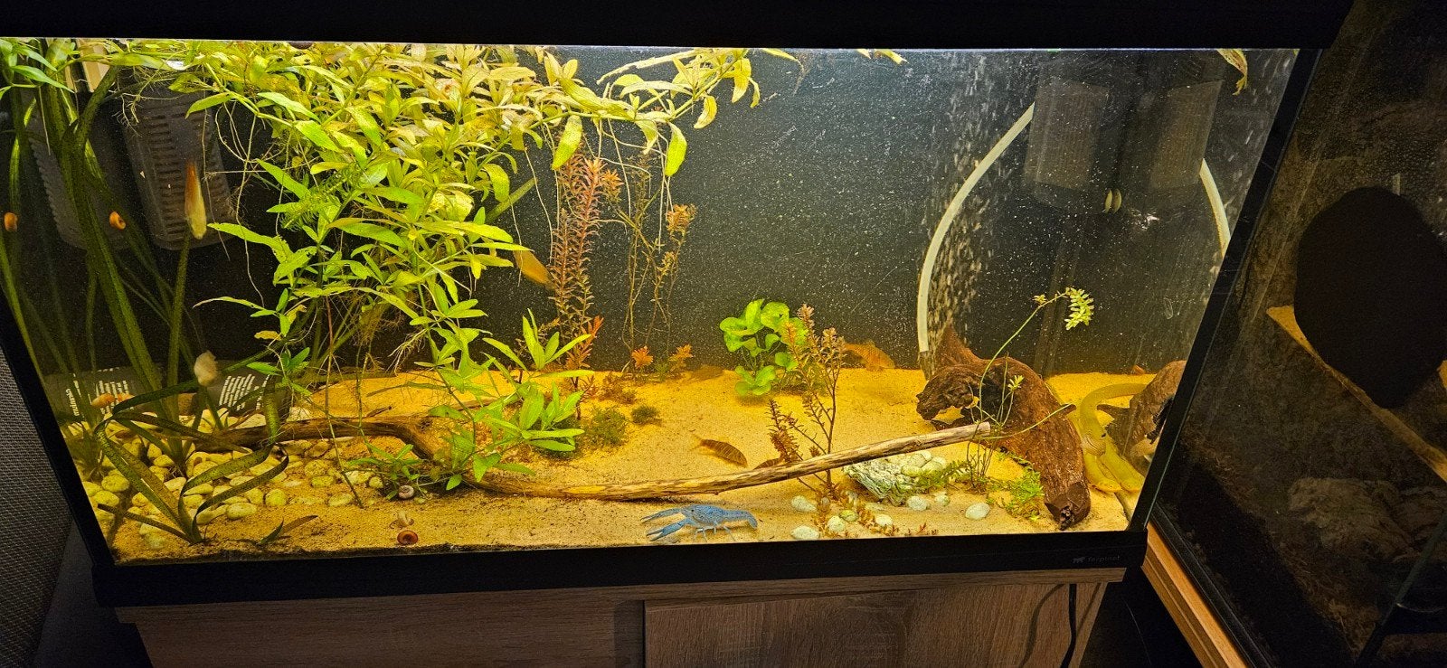 Aquarium met vis. Kreeft & aal, Ophalen, Gevuld zoetwateraquarium