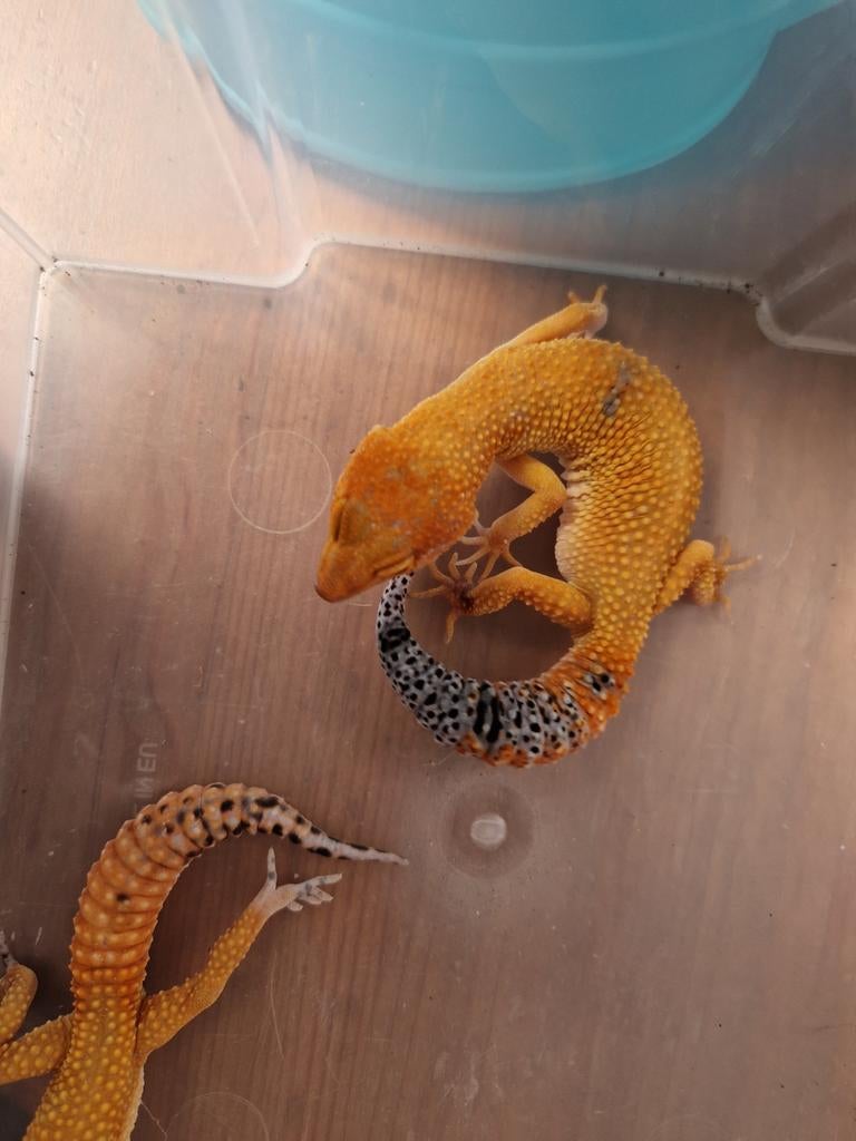 Eublepharis macularius vrouw Leopard Gecko - female for sale from hofman