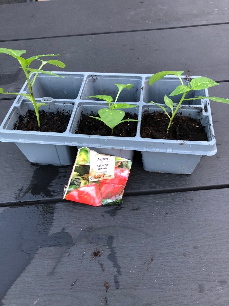 Te koop paprika plantjes., Ophalen of Verzenden, Minder dan 100 cm, Overige soorten, Lente