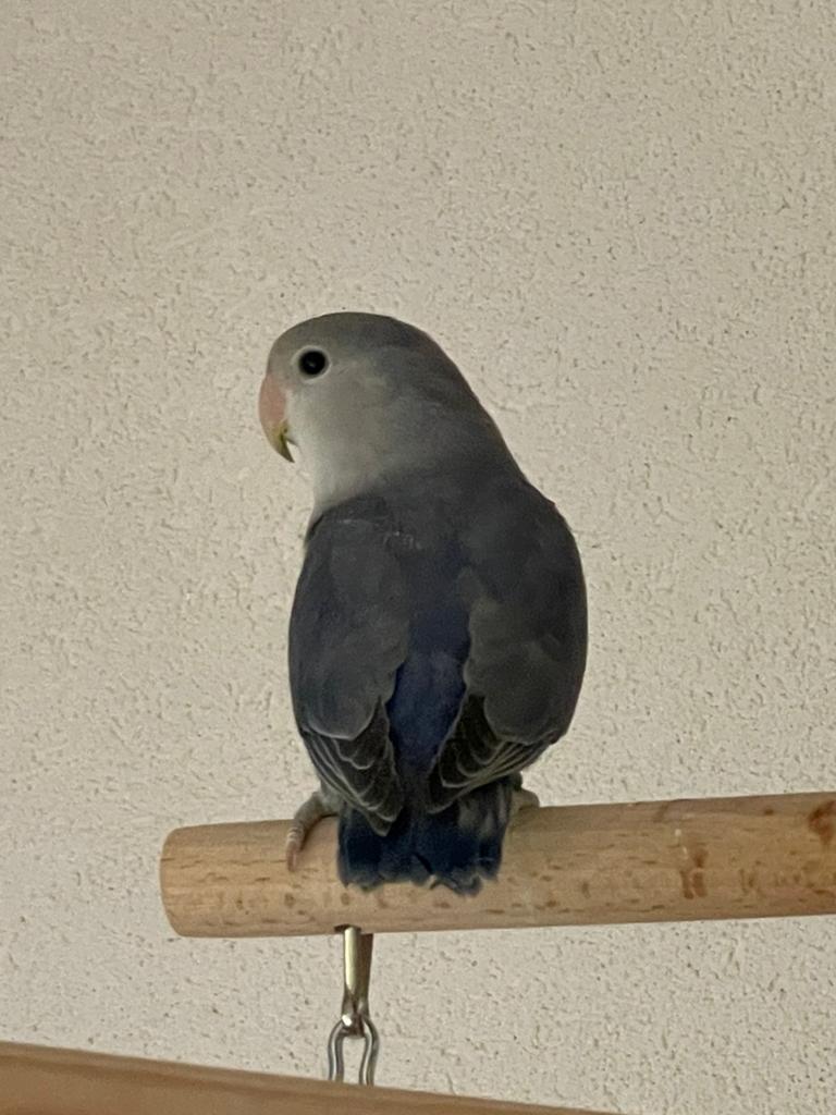 Prachtige  en Hand Tamme Agapornis Dwergpapegaai Lovebird, Dieren en Toebehoren, Vogels | Parkieten en Papegaaien, Meerdere dieren