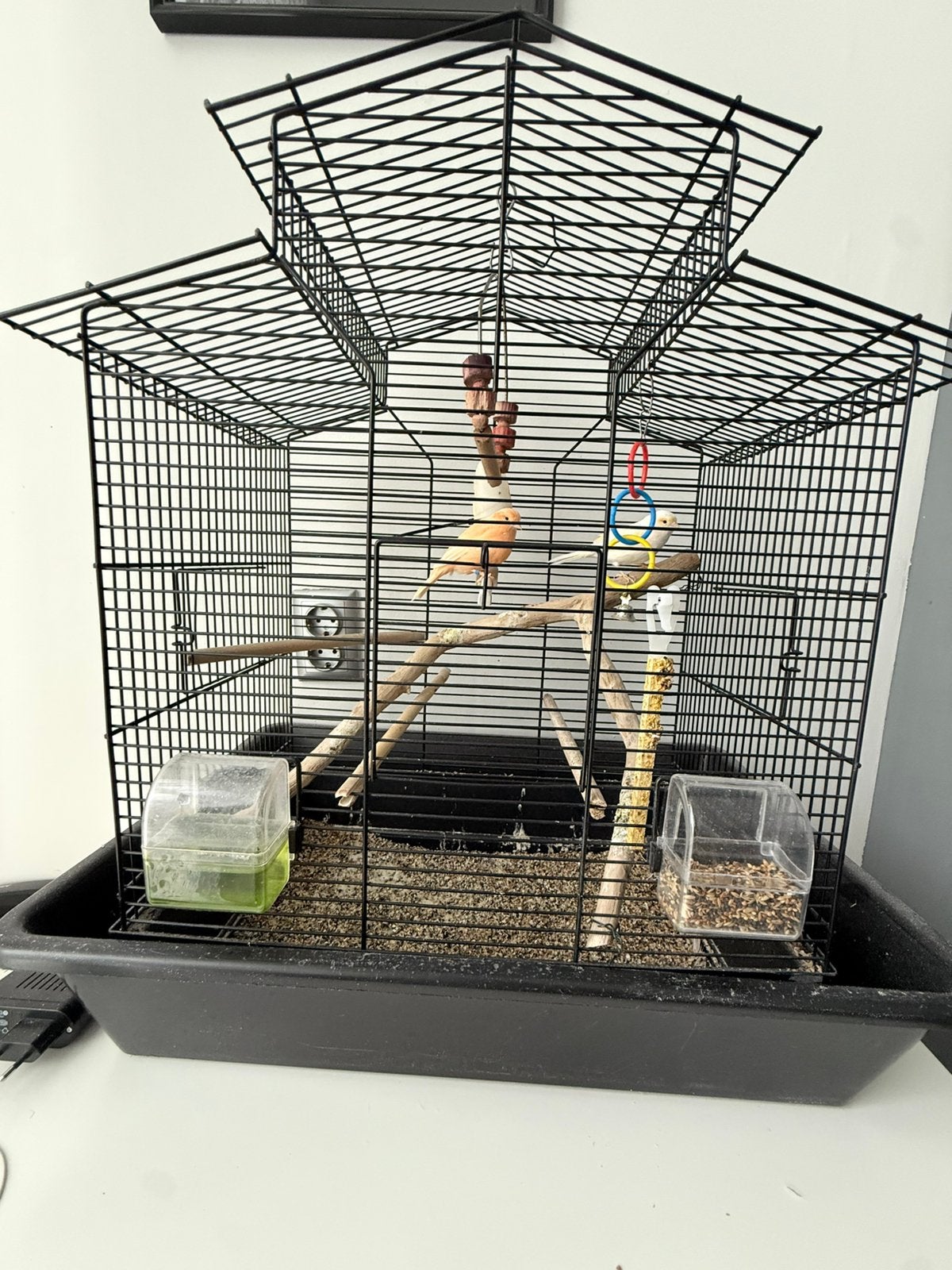 Twee mooie kanarie mannetje en vrouwtje, Dieren en Toebehoren, Vogels | Hokken en Kooien, Ophalen of Verzenden, Zo goed als nieuw