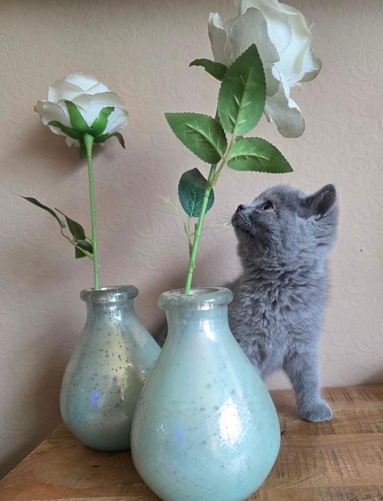Lieve Britse Korthaar kittens, Dieren en Toebehoren, Katten en Kittens | Raskatten | Korthaar, Meerdere dieren, Ontwormd, 0 tot 2 jaar