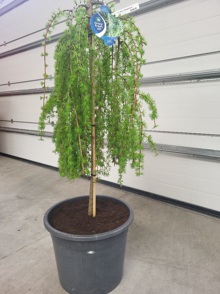 Larix kaempf Boring Weeper treurvorm, Tuin en Terras, Planten | Bomen, Bloeit niet, Overige soorten, 100 tot 250 cm, Ophalen