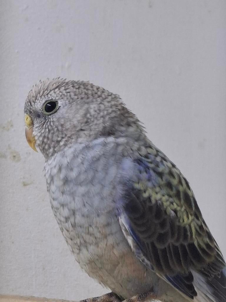 Bourke blauw,  blauw Selektion, opaline, Dieren en Toebehoren, Vogels | Kanaries, Meerdere dieren, Kleurkanarie