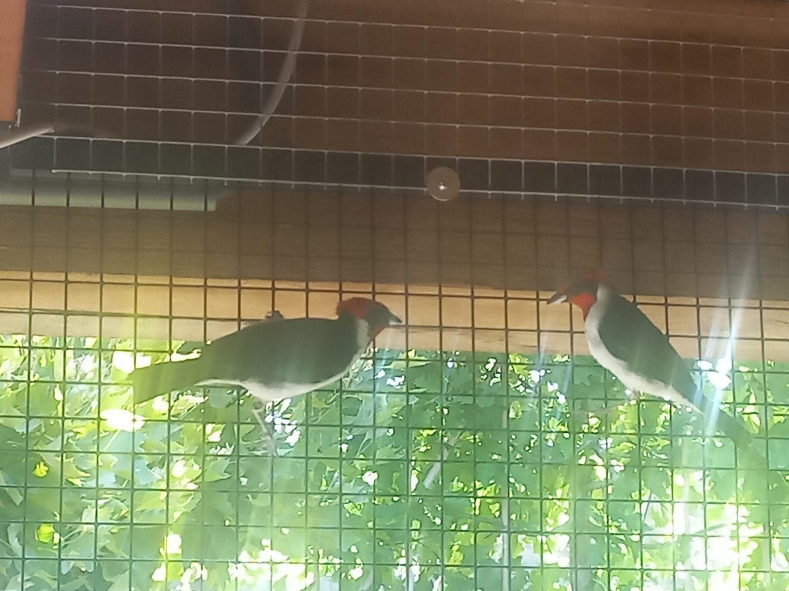maskerkardinalen, Dieren en Toebehoren, Meerdere dieren, Geringd