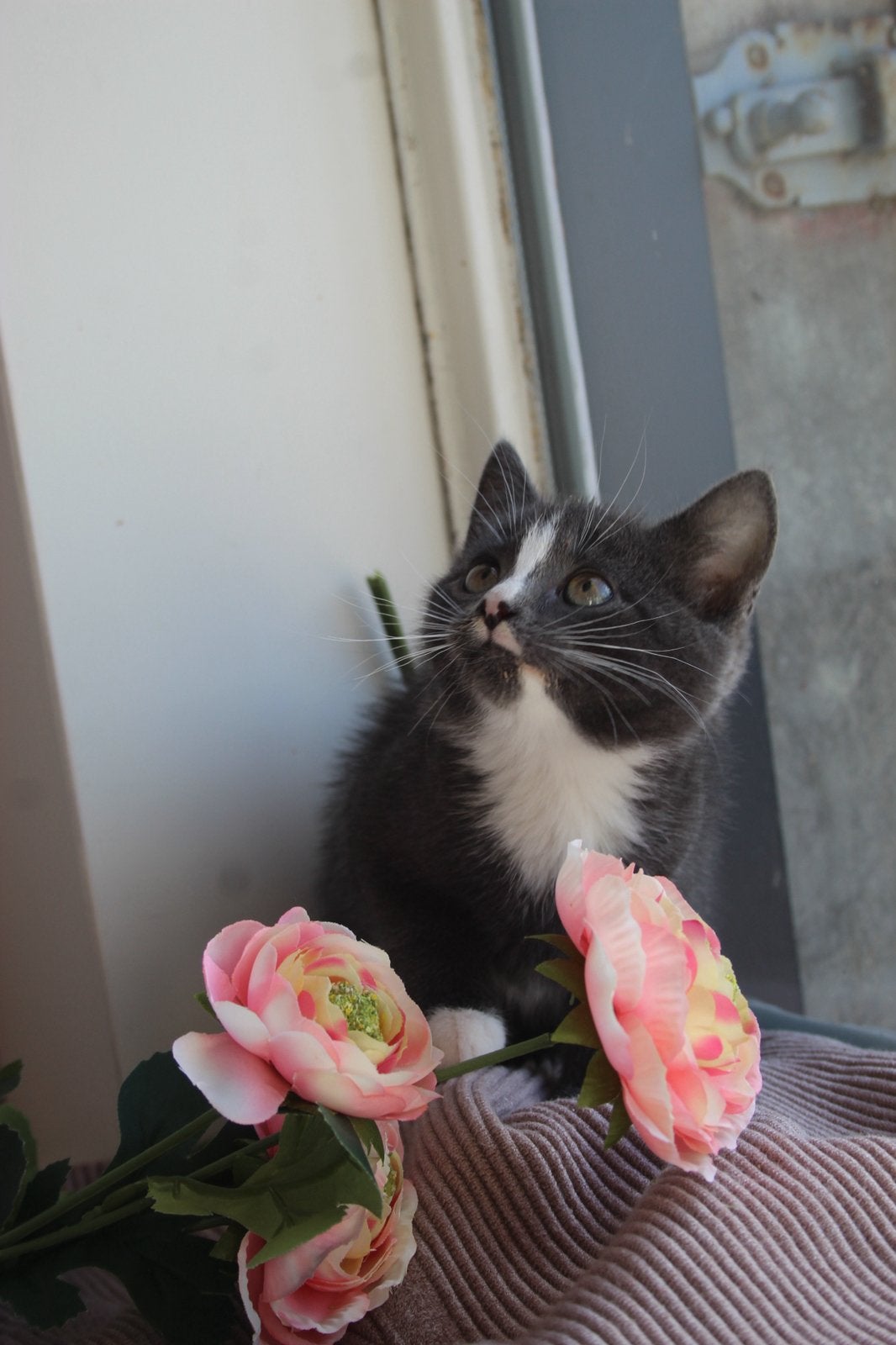 Lieve grijs witte kitten!, Dieren en Toebehoren, Poes, Kortharig, 0 tot 2 jaar
