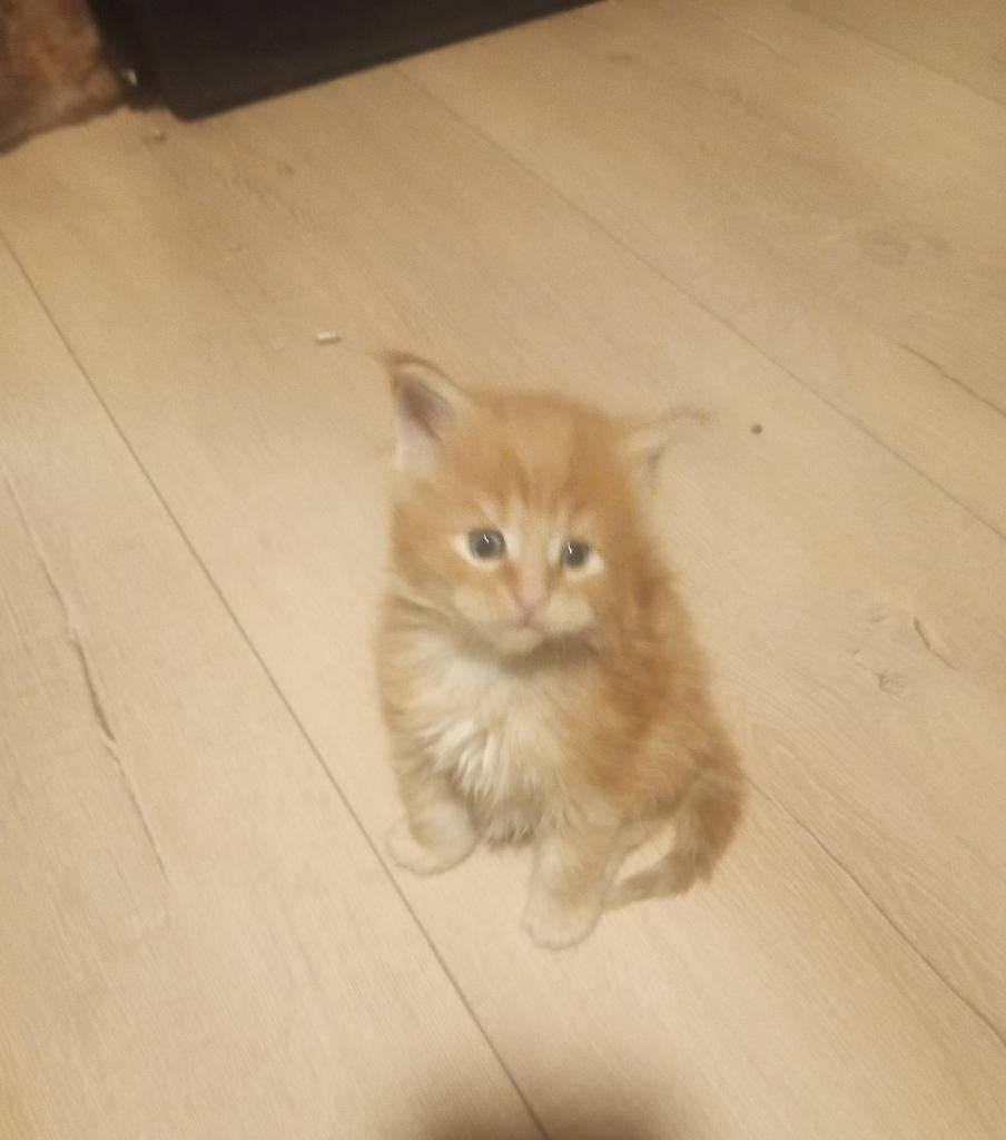 Russische Maine Coon kittens met stamboom, Dieren en Toebehoren, Meerdere dieren, Met stamboom, 0 tot 2 jaar