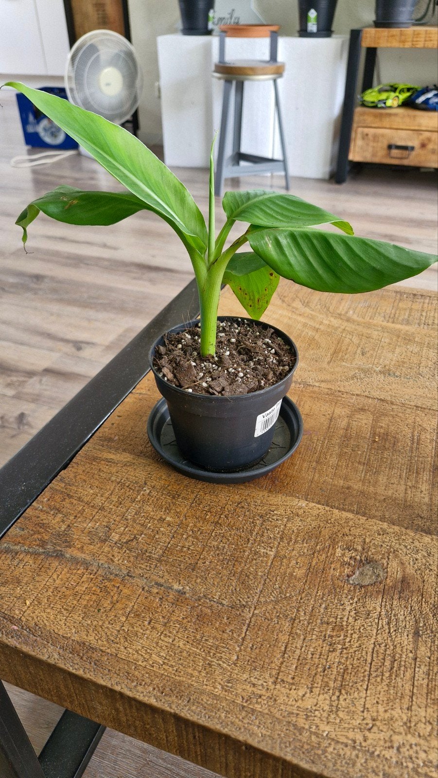 musa dwarf cavindish ( bananenplant), Ophalen, Halfschaduw, In pot, Minder dan 100 cm