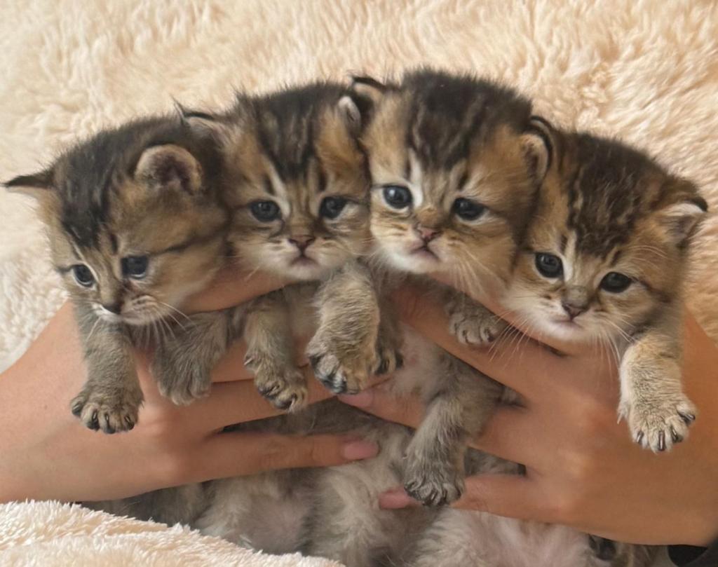 Prachtige Britse Golden Shaded korthaar kittens raszuiver, Meerdere dieren