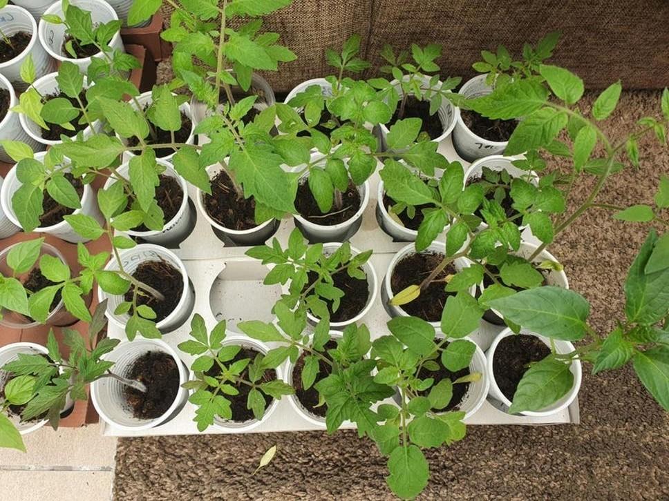 Diverse tomatenplantjes - Moestuin stekjes tomaten planten, Tuin en Terras, Planten | Tuinplanten, Eenjarig, Groenteplanten, Volle zon