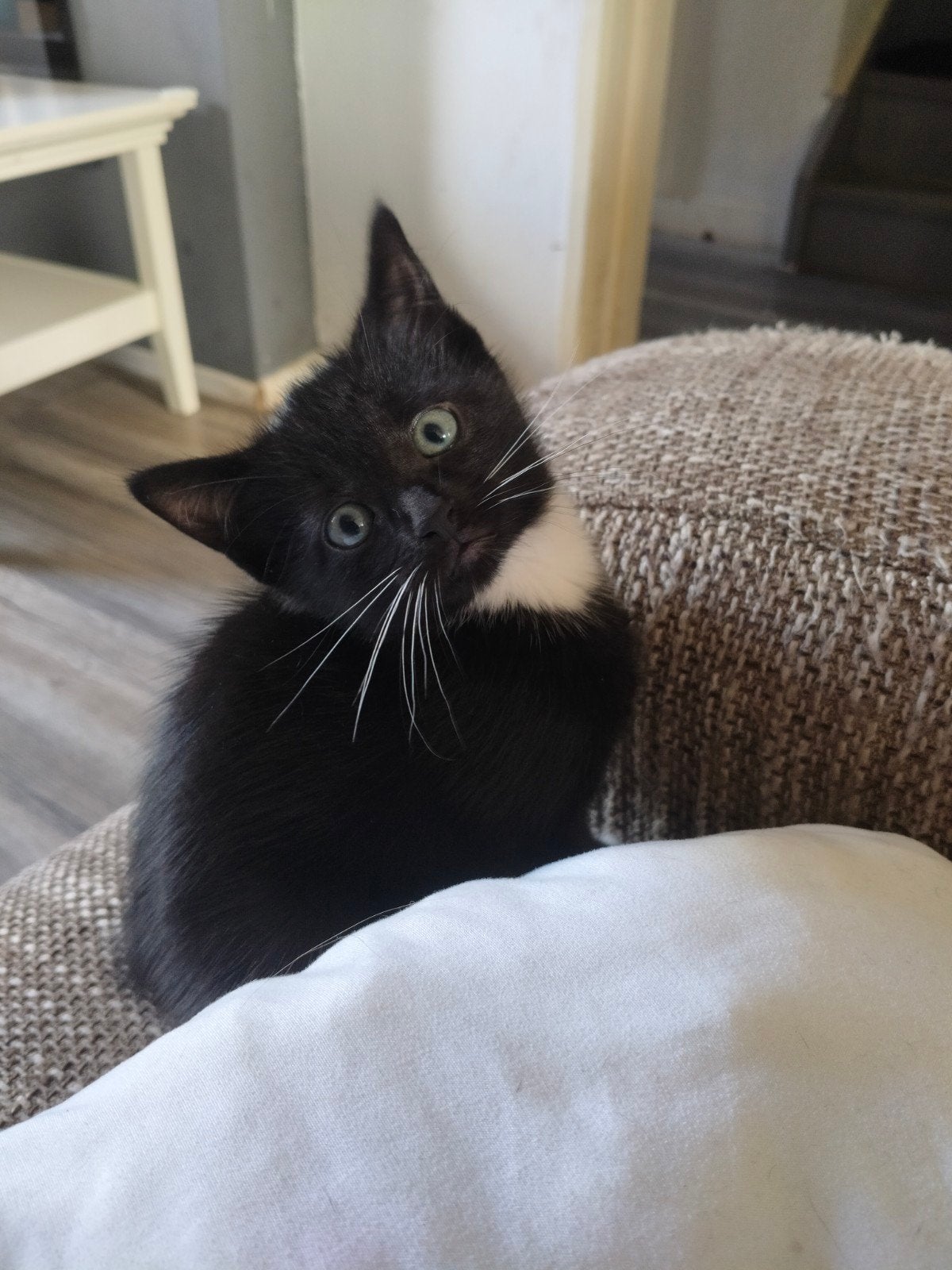 kitten, Dieren en Toebehoren, Kater