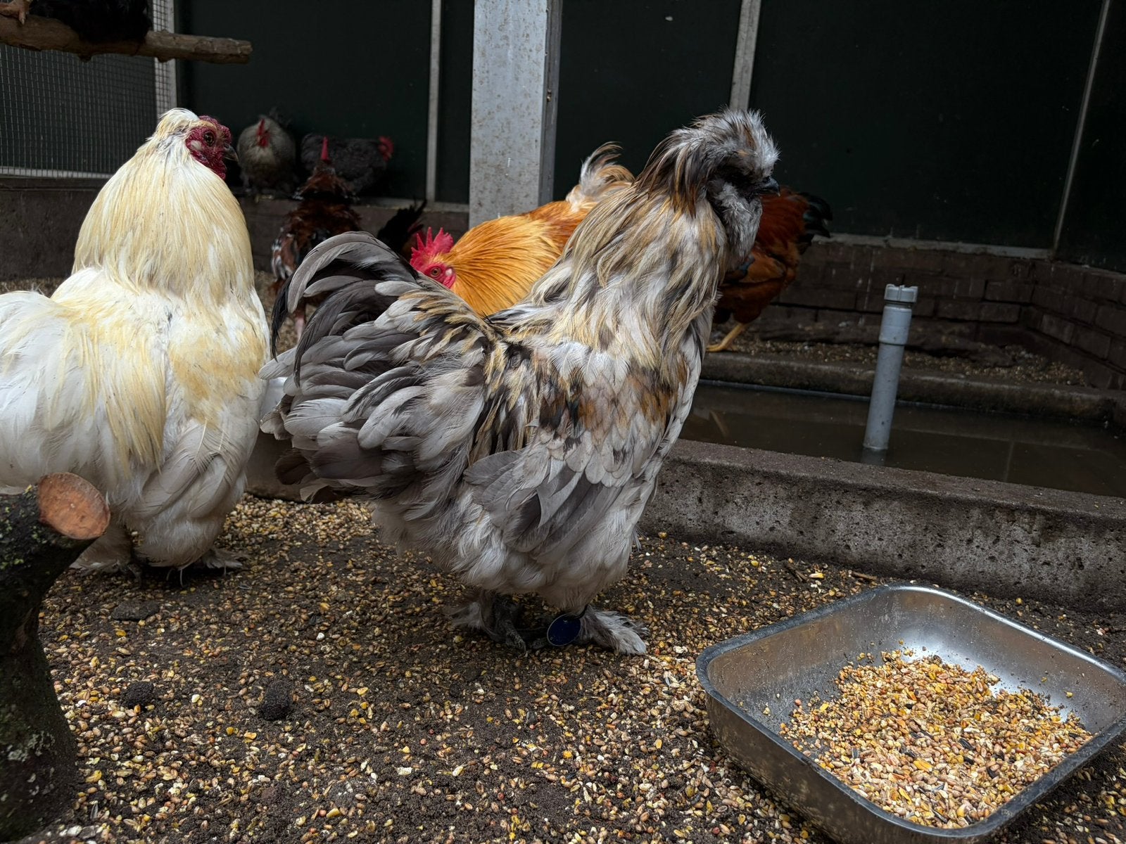 Grind, zijdehoen kruising, Mannelijk, Kip