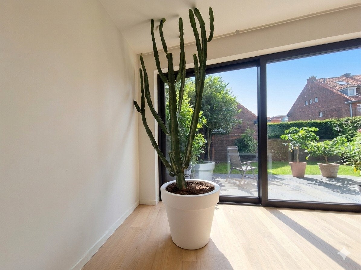 XXL Euphorbia Trigona Cactus in Witte Designer Pot, Ophalen, 200 cm of meer, In pot, Cactus