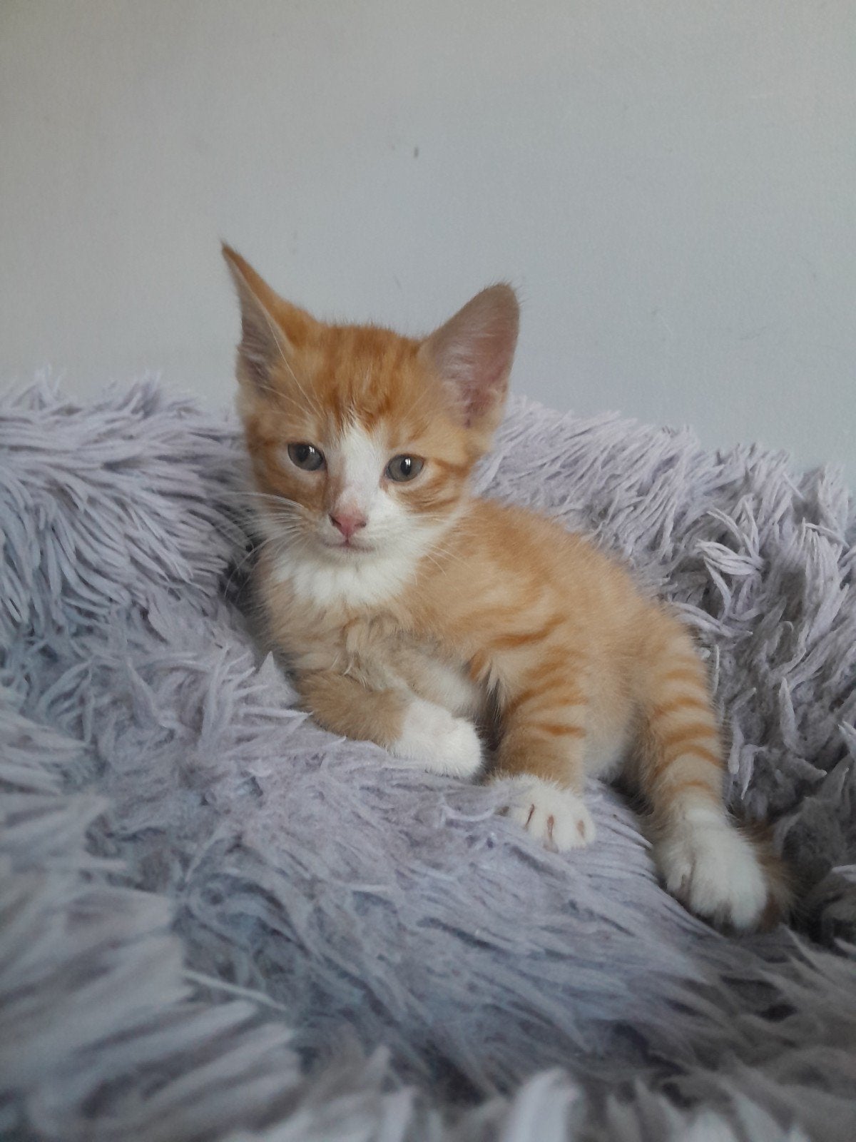 kittens te koop, Meerdere dieren, 0 tot 2 jaar
