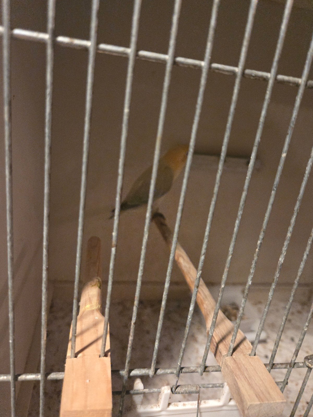 agapornis fischeri dilute, Geslacht onbekend