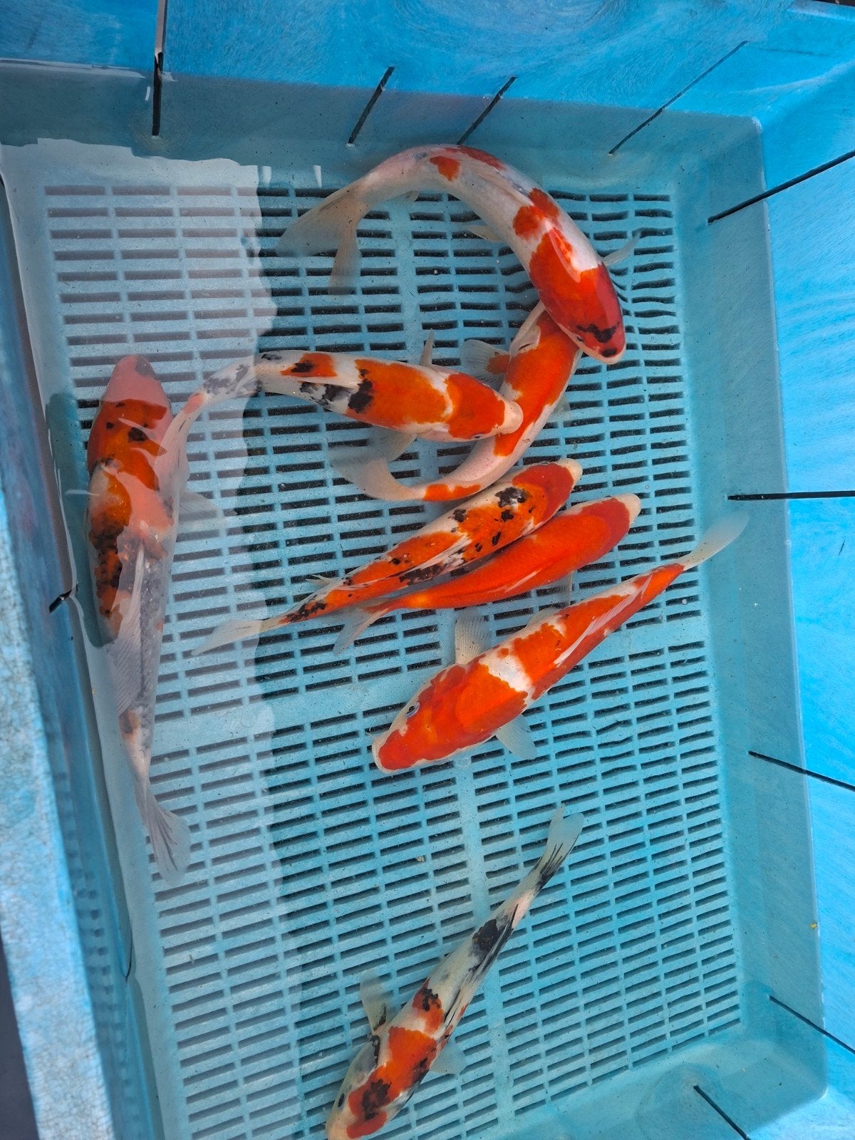 10 koi, Karper of Koi
