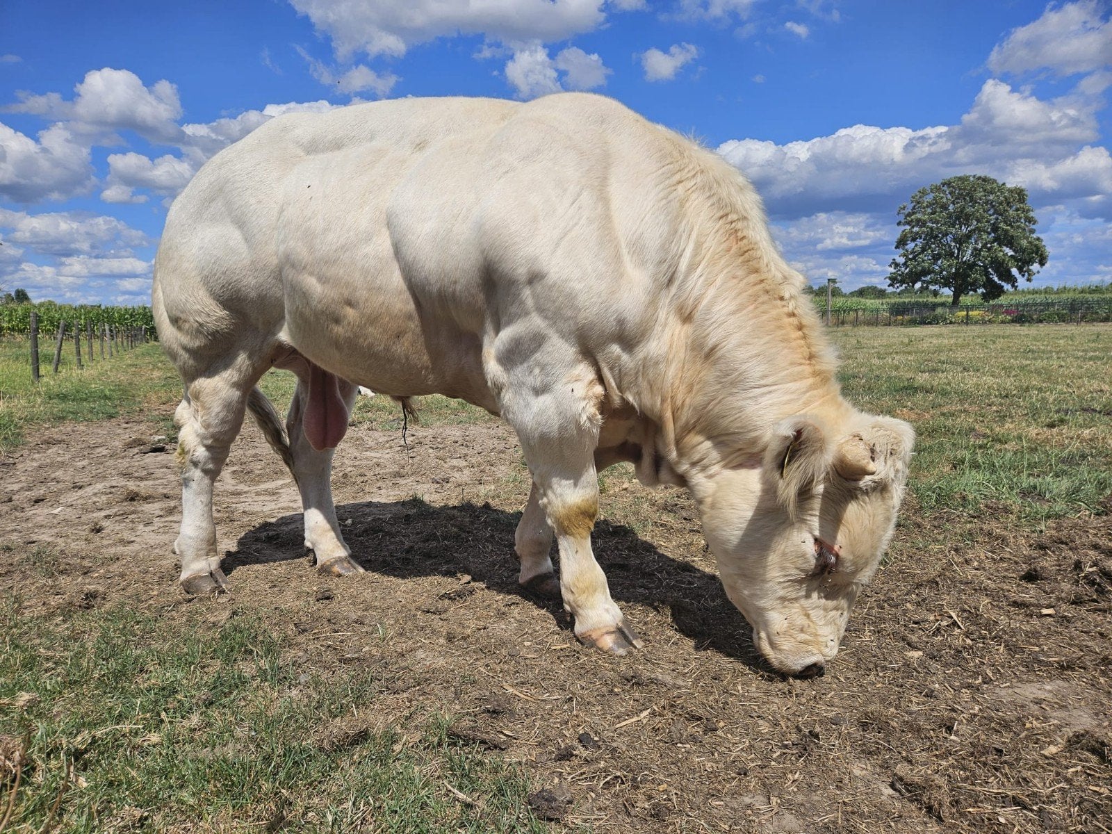dikbil stier, dekstier, Dieren en Toebehoren, Runderen, Mannelijk