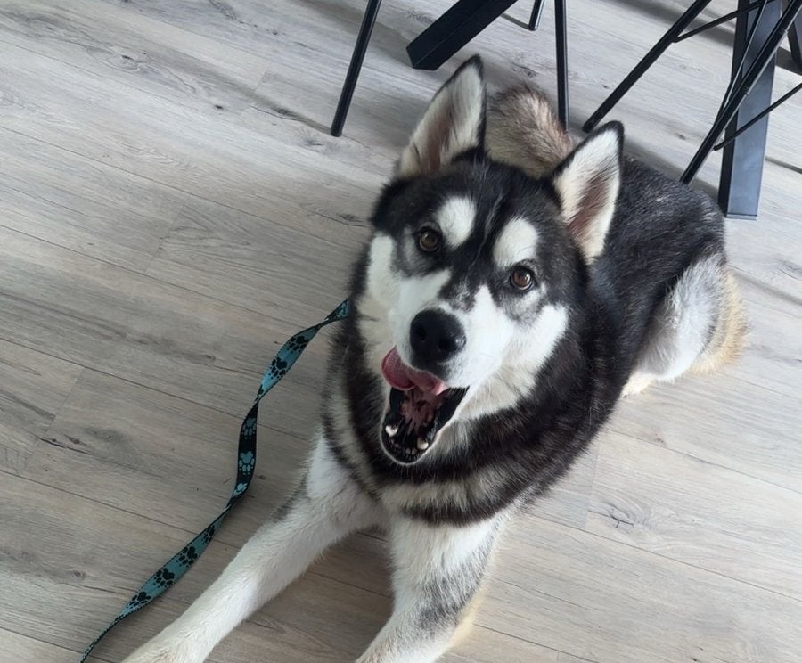met spoed opzoek, Dieren en Toebehoren, Honden | Herdershonden en Veedrijvers, Parvo, Eén hond, 3 tot 5 jaar, Nederland