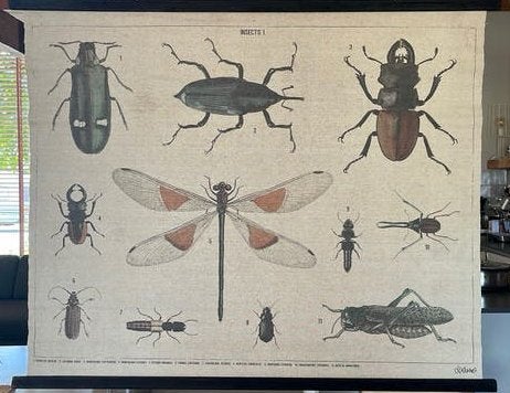 Insecten poster hk living, Ophalen, Natuur en Biologie
