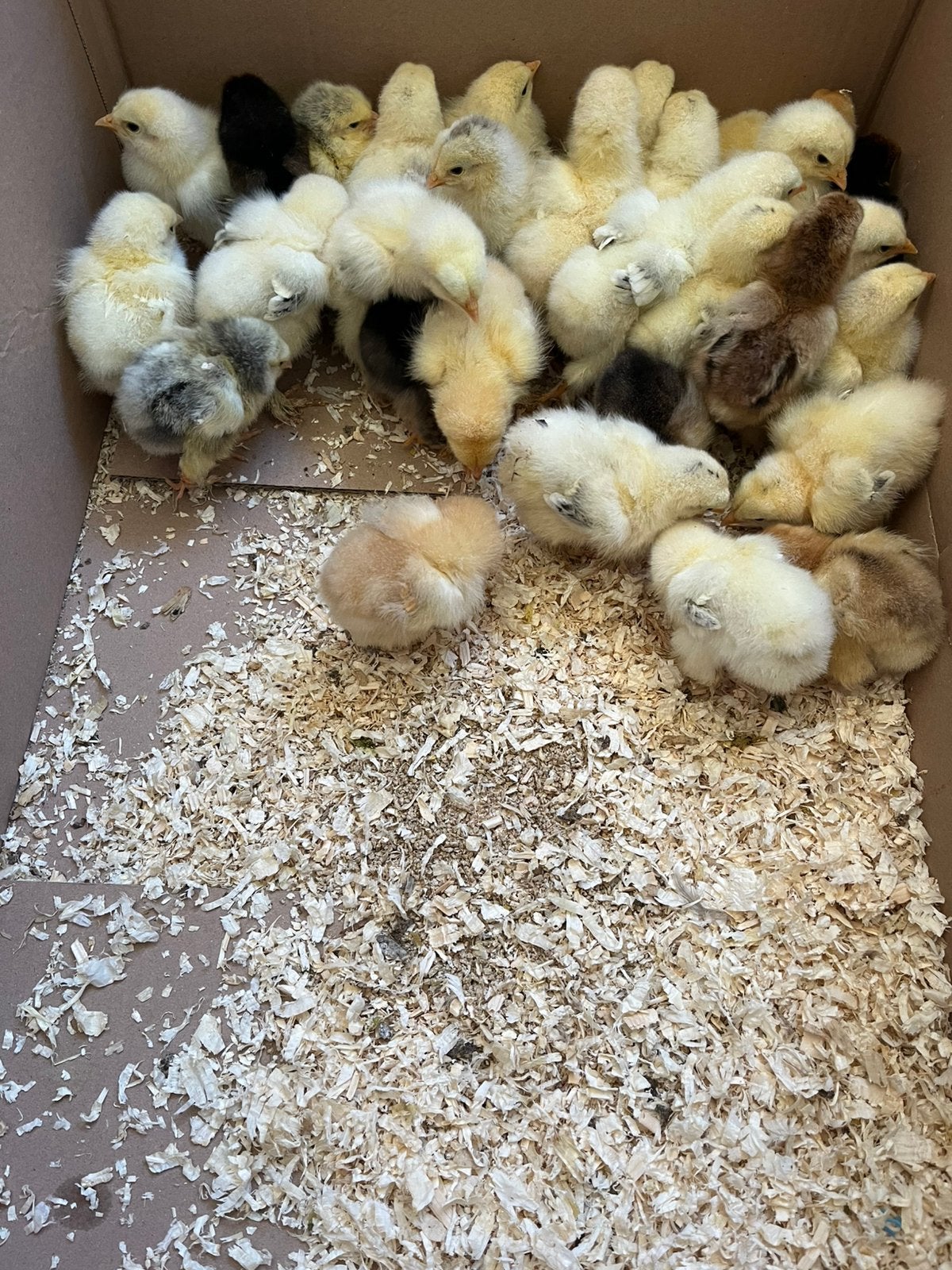 Brahma kuikens gesexd ( hennen), Dieren en Toebehoren, Pluimvee, Vrouwelijk, Kip
