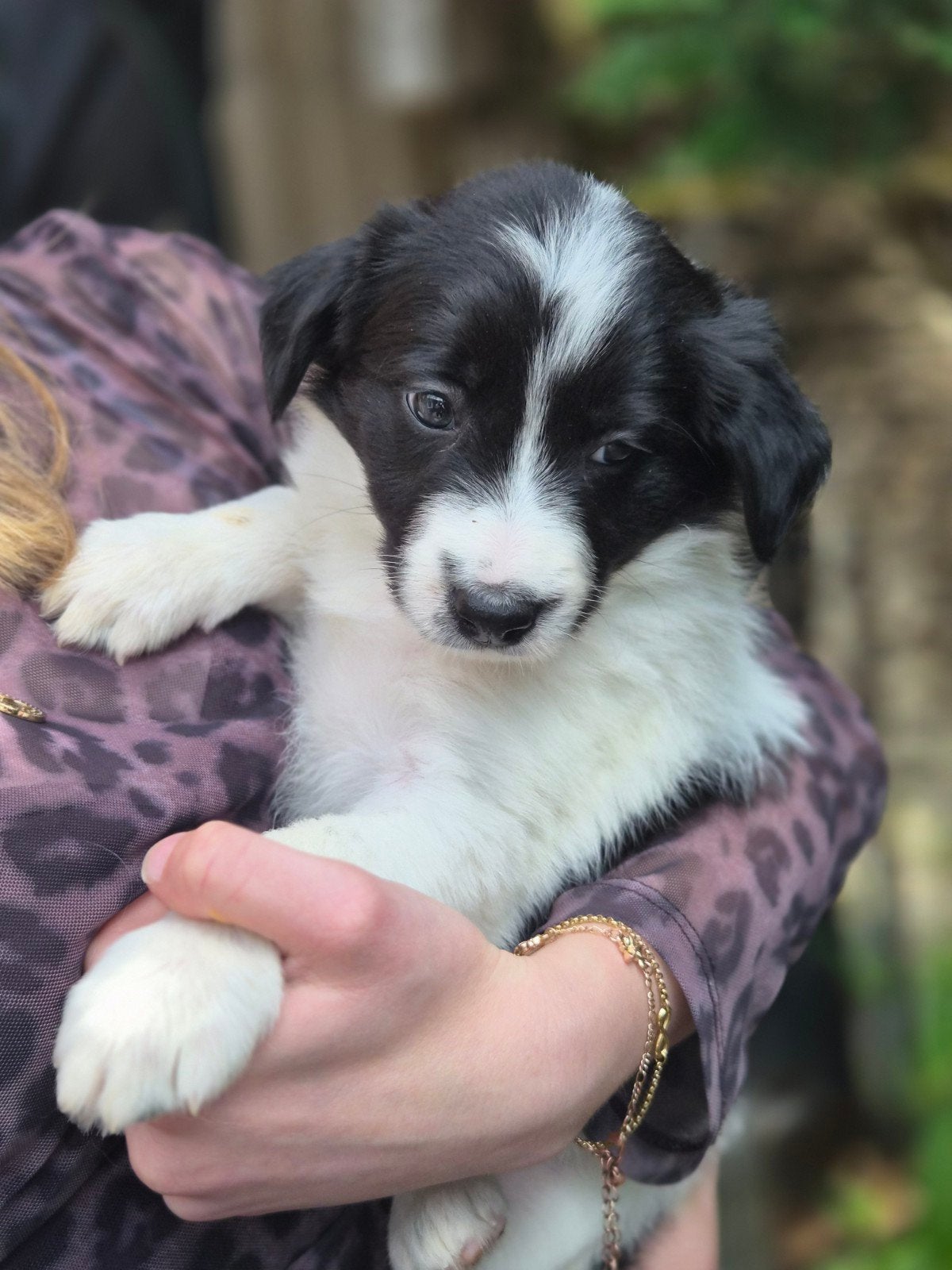 Border collie pups, 8 tot 15 weken, Collie, Meerdere, Meerdere dieren