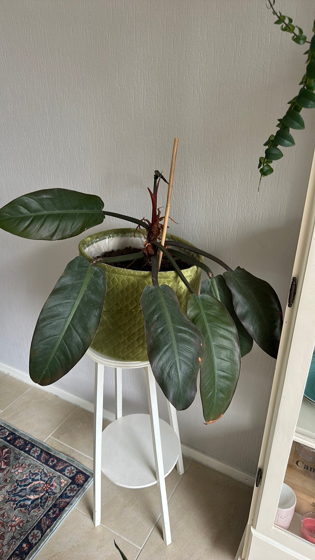 Groene kamerplant in pluche pot - Nieuwe blaadjes!, Huis en Inrichting, Kamerplanten, Ophalen, Overige soorten, Halfschaduw, In pot