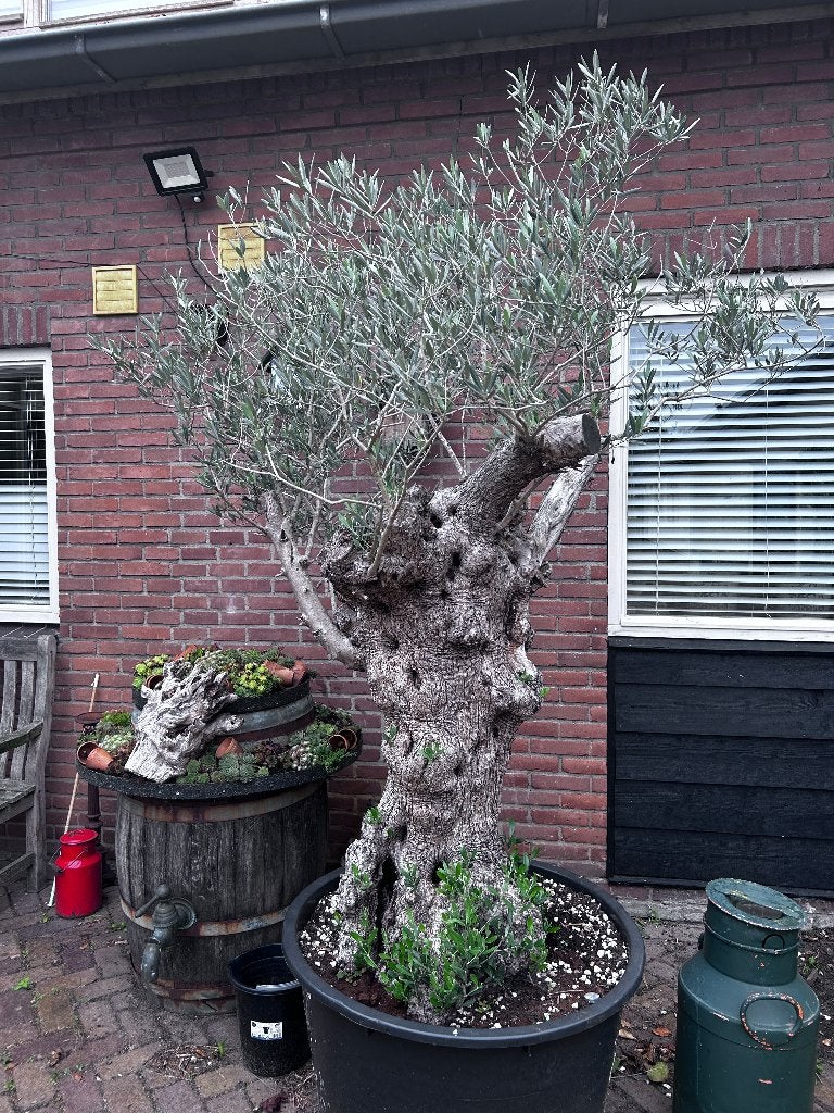 olijfboom boom olijf een mooi, 100 tot 250 cm, Olijfboom, Zomer, Ophalen
