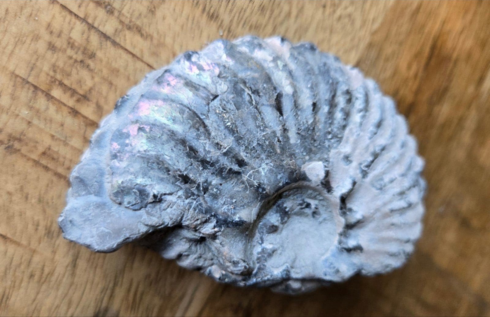 Ammoniet fossiel pre historie miljoenen jaren oud inktvis, Verzamelen, Mineralen en Fossielen, Ophalen of Verzenden, Fossiel
