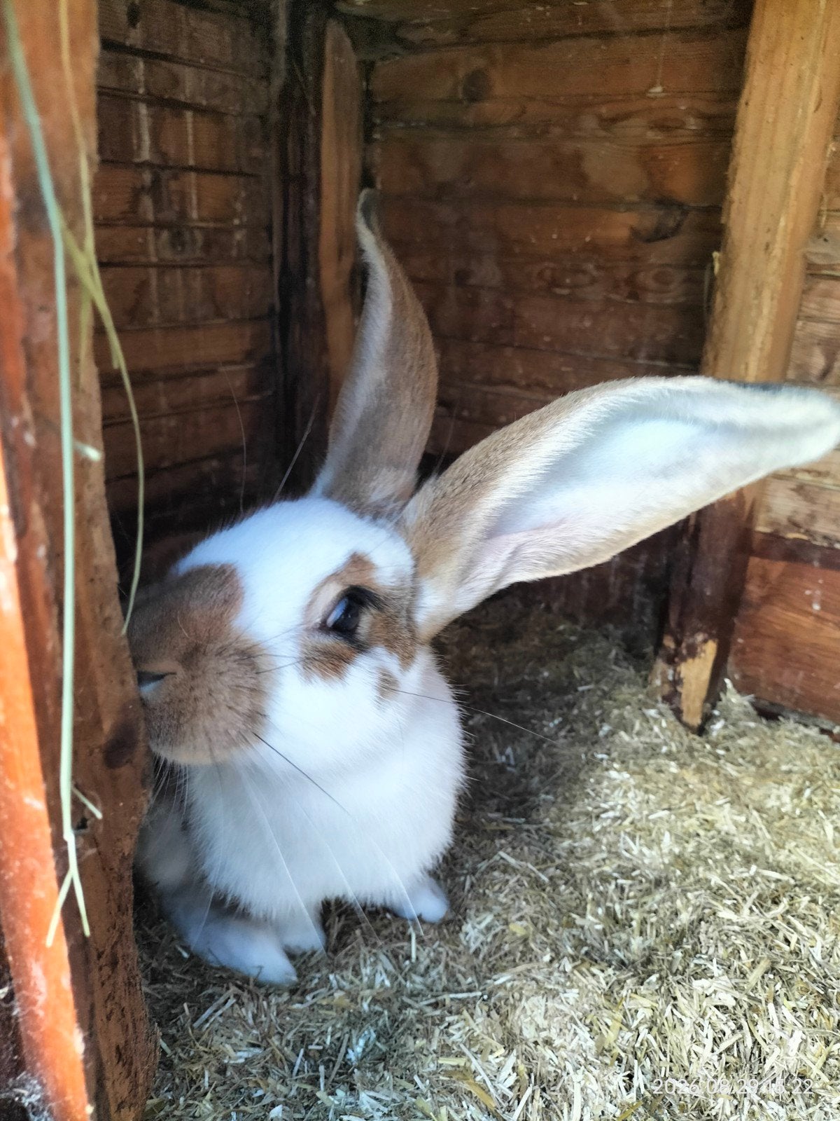 mooie vlaamse reus rammelaars, Dieren en Toebehoren, Konijnen, Mannelijk, Groot