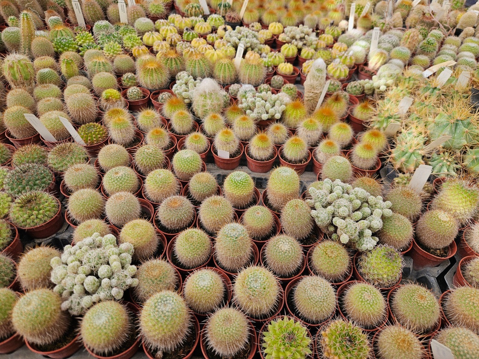 Diverse cactussen en vetplanten, Ophalen, Cactus, Minder dan 100 cm