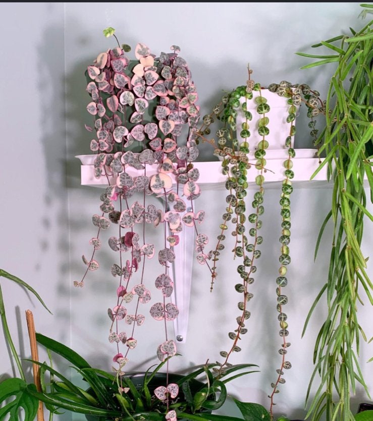 String of Hearts Variegata stekjes - per stuk of bundel, Huis en Inrichting, Kamerplanten, Overige soorten, Minder dan 100 cm