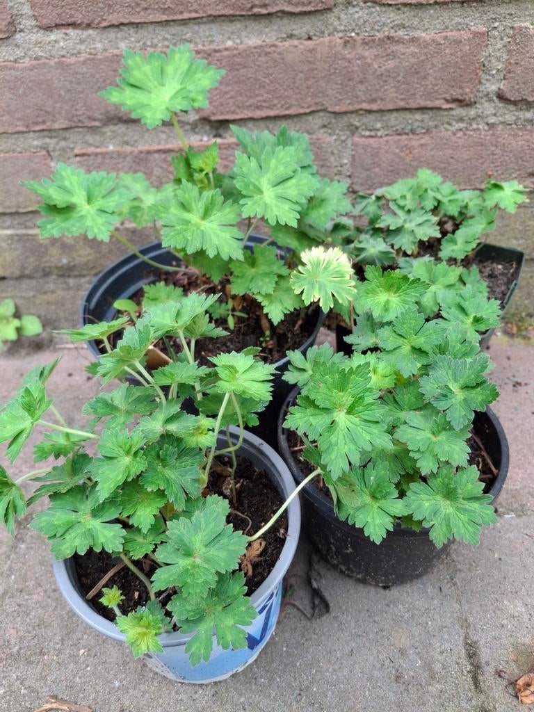 Prachtige Geranium Rozanne - Vaste plant, Ophalen, Halfschaduw