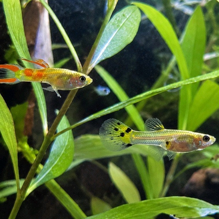 Endler Guppy's, Vis, Zoetwatervis, Schoolvis