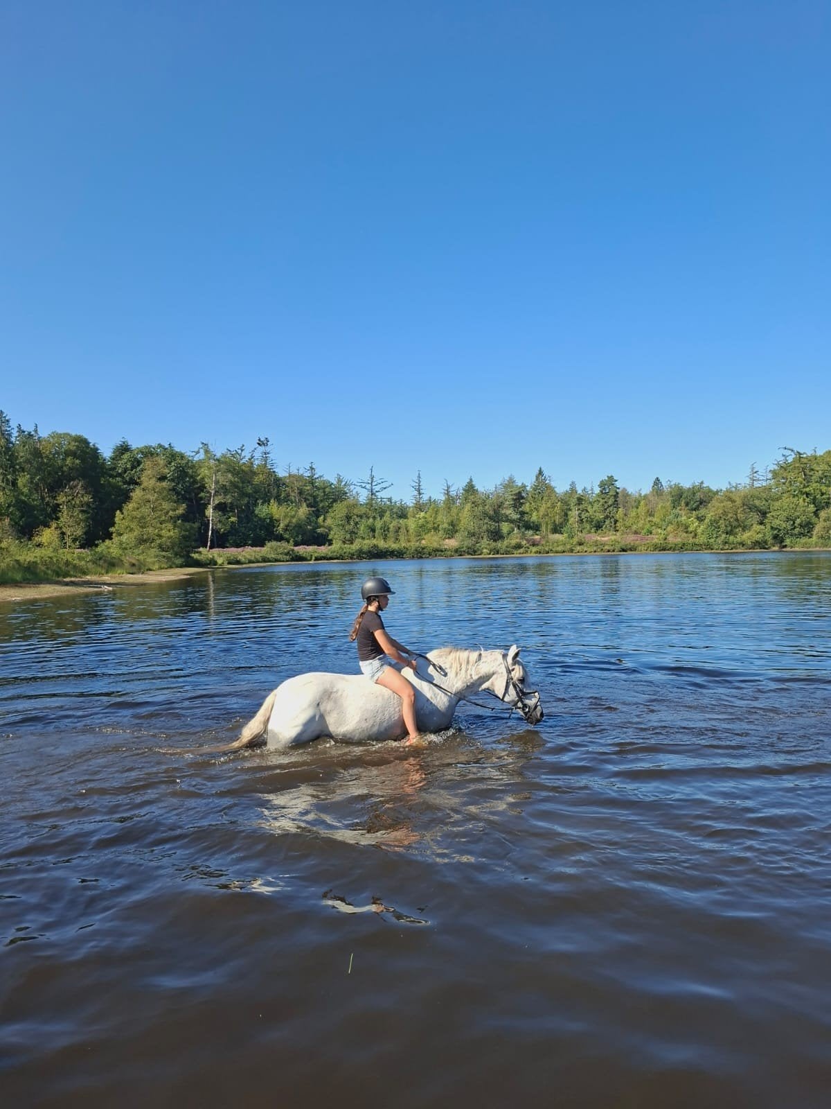 lieve all round C pony, Dieren en Toebehoren, Pony's, 11 jaar of ouder, Recreatiepony, Merrie, Gechipt
