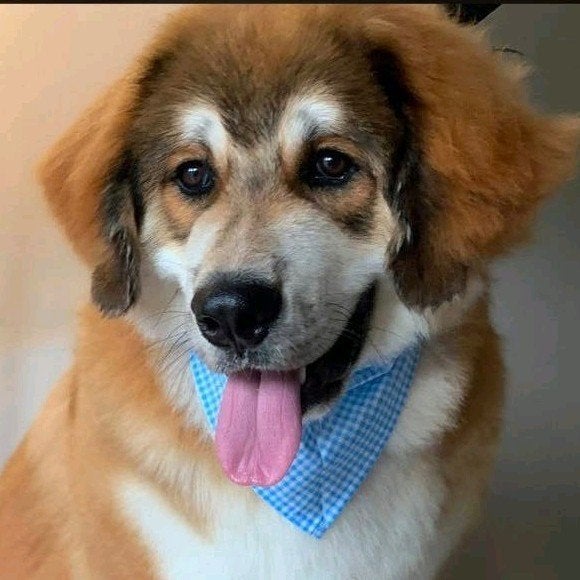 opzoek naar goud mandje voor onze kai️, Dieren en Toebehoren, 15 weken tot 1 jaar, Eén hond, Nederland, Particulier