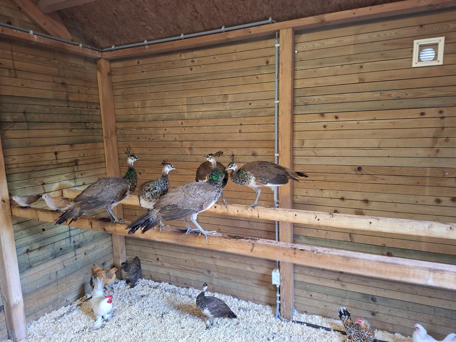 jonge pauwen, Dieren en Toebehoren, Meerdere dieren, Overige soorten