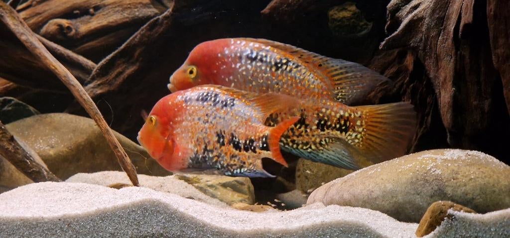 vieja melanura blue spotted 5-7cm, Dieren en Toebehoren, Vissen | Aquariumvissen, Vis, Zoetwatervis