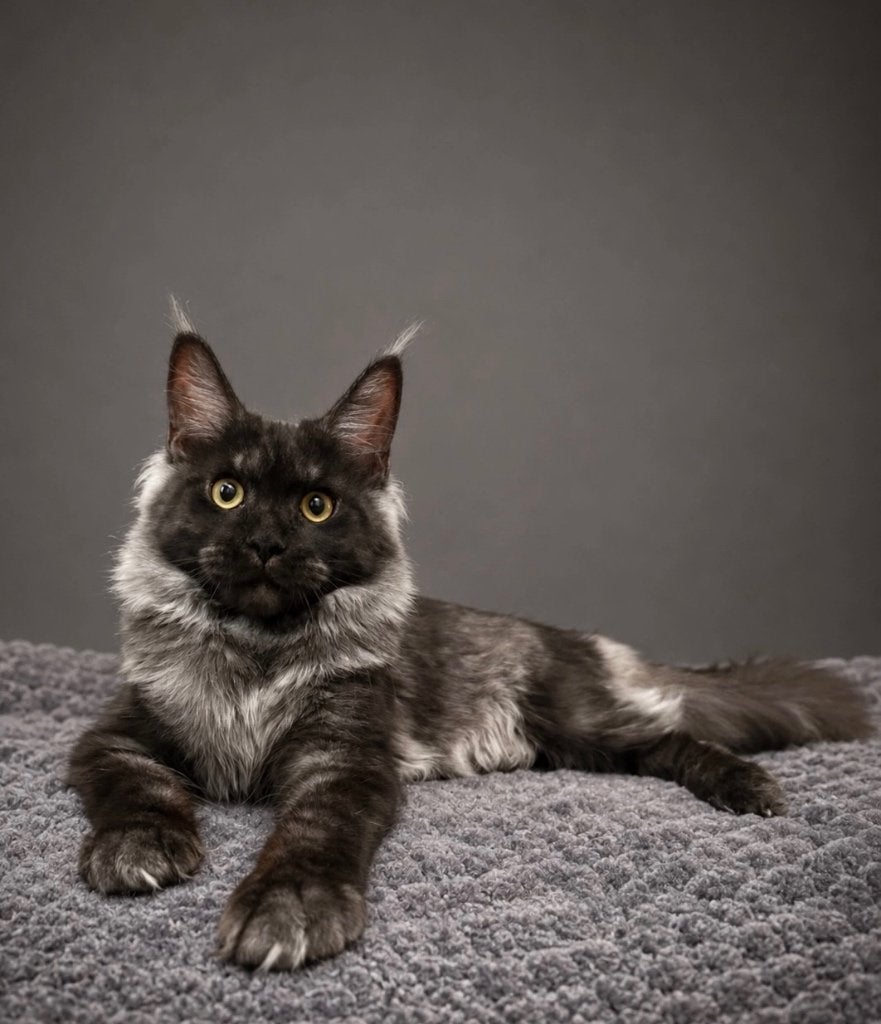 Maine Coon kittens black smoke, Poes, Met stamboom, 0 tot 2 jaar