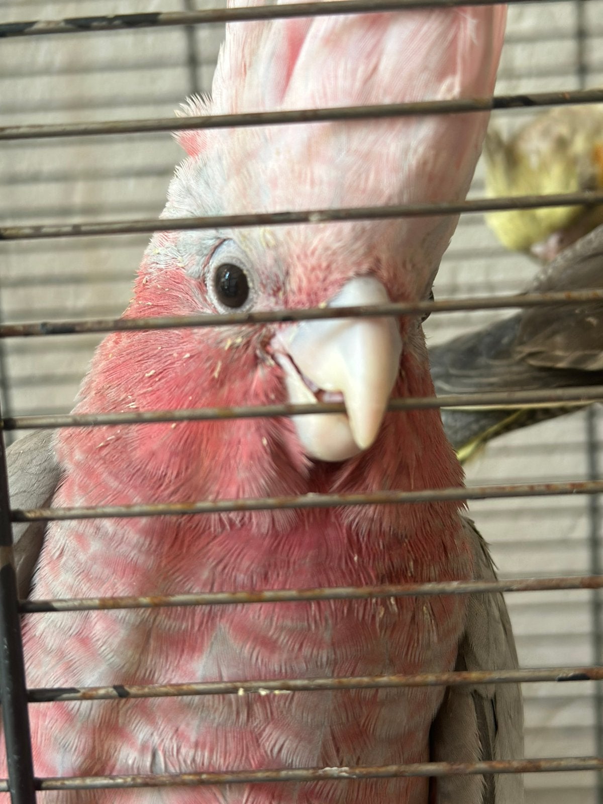 Lieve tamelijk roze kakatoe te reserveren, Dieren en Toebehoren, Vogels | Parkieten en Papegaaien, Geslacht onbekend, Papegaai