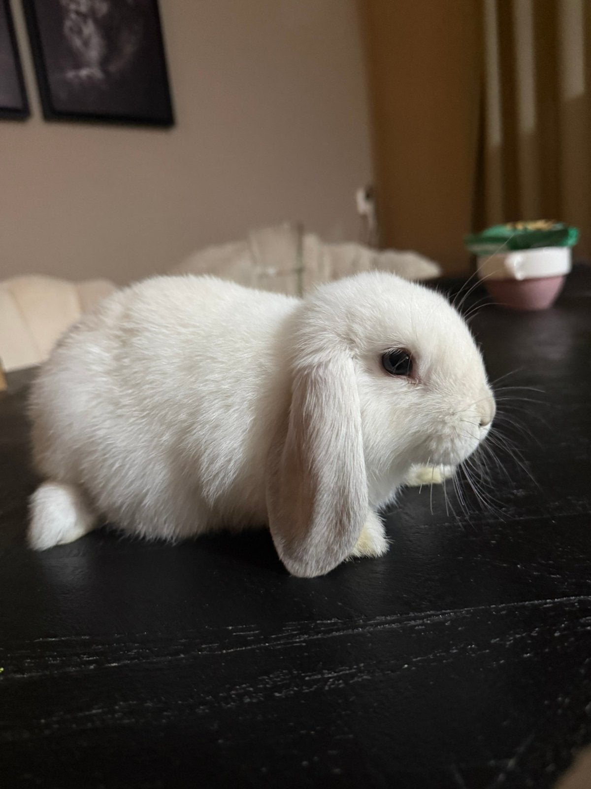 Minilop konijntjes, Dieren en Toebehoren