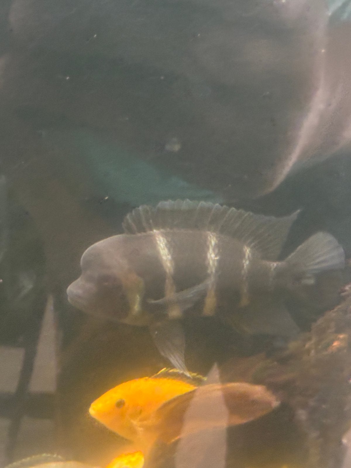 Te koop mooie zwarte chiclide vis, Dieren en Toebehoren, Vis