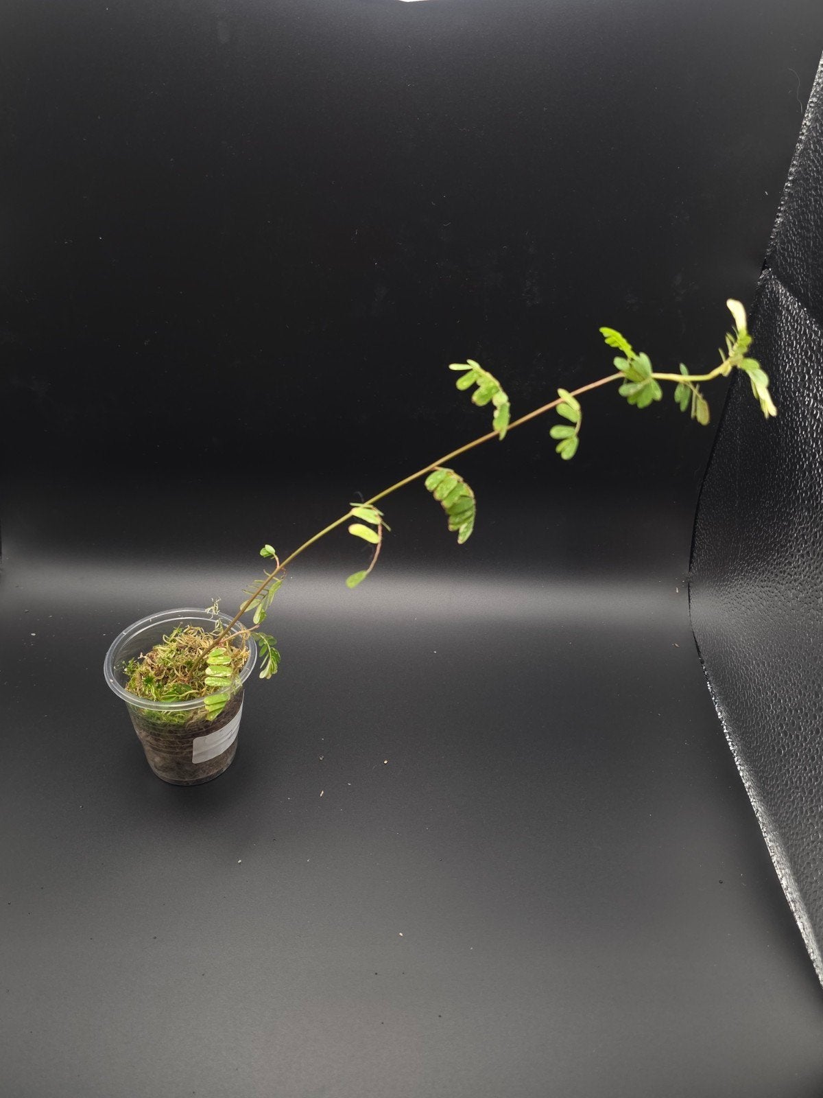 Phyllanthus urinaria variegata, Ophalen of Verzenden, Halfschaduw, Minder dan 100 cm