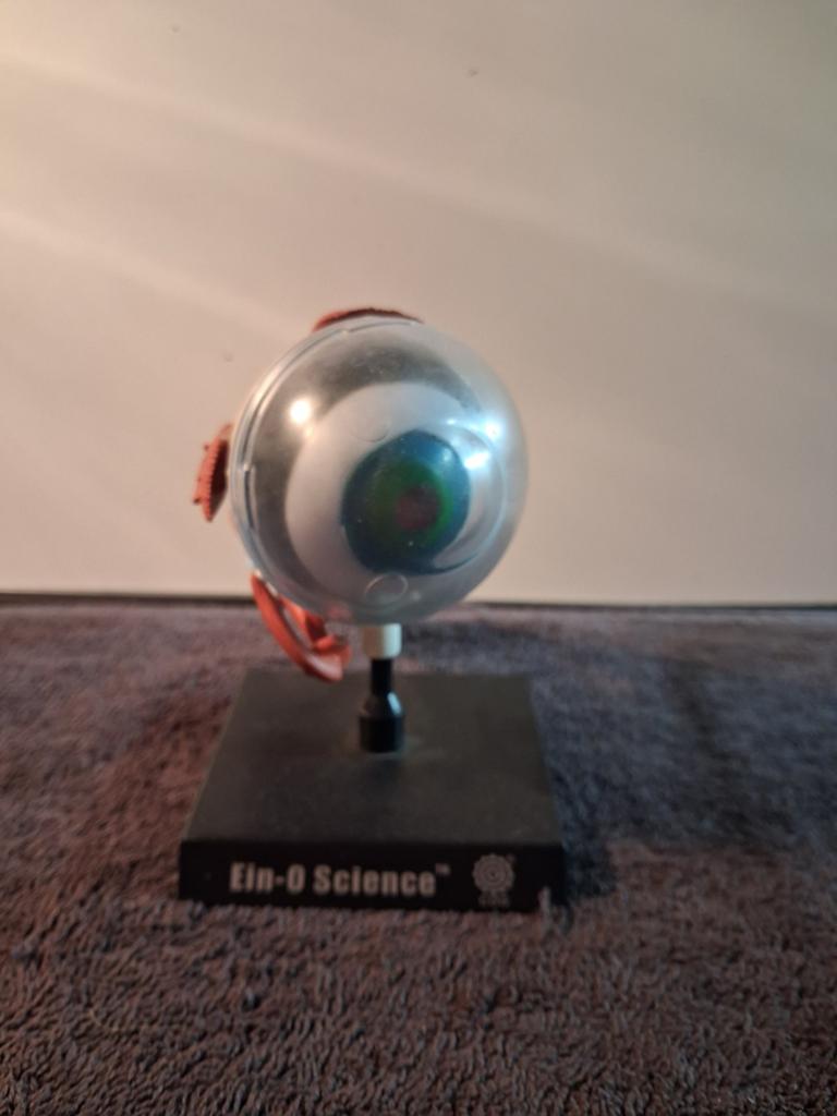 Anatomisch model oog, Ophalen of Verzenden