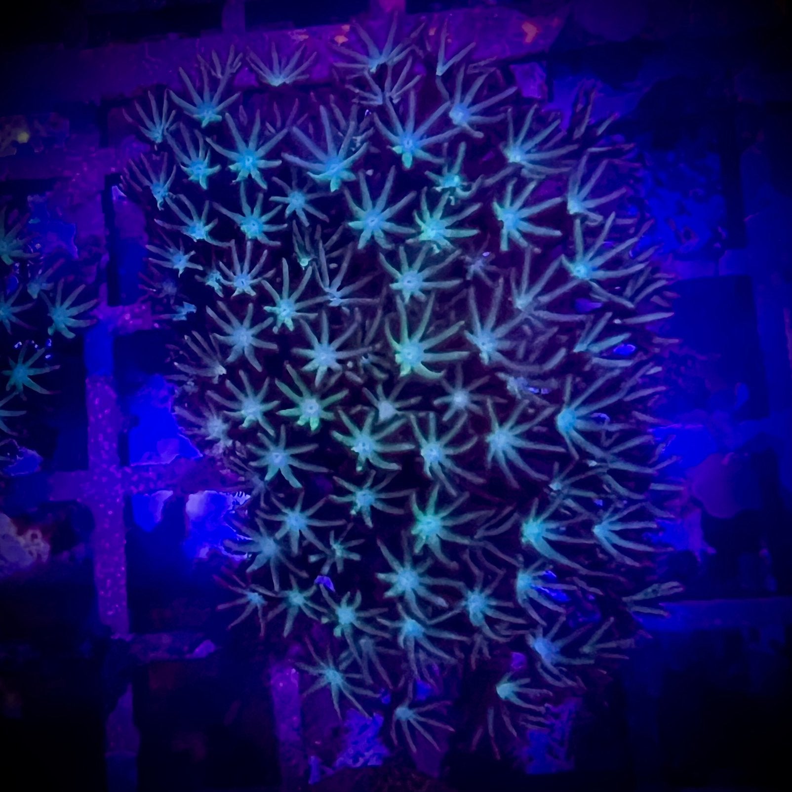 Tubipora musica mint , orgelpijp koraal, Ophalen, Nieuw, Gevuld zeewateraquarium