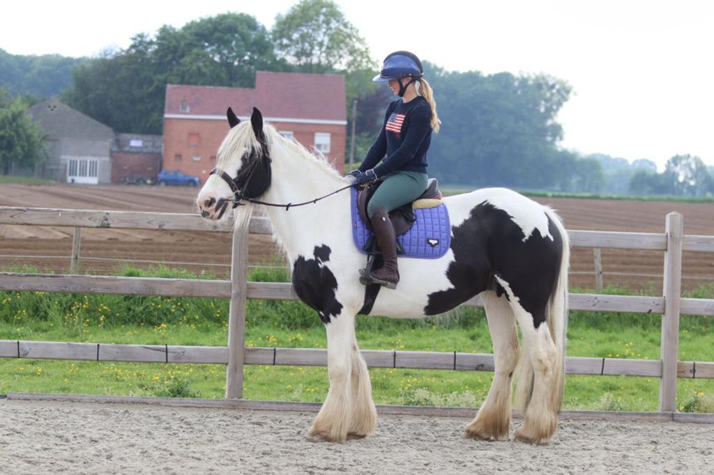Grote irish cob merrie, Dieren en Toebehoren, Zadelmak, 3 tot 6 jaar, Gechipt, Recreatiepony